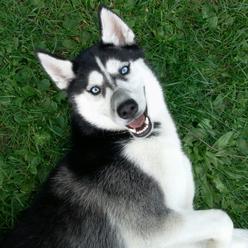 Negativzeugnis hund brandenburg