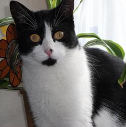 Katze Entlaufen In 50374 Erftstadt Nordrhein Westfalen