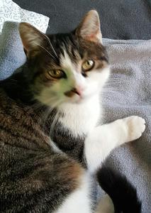Tier Entlaufen Hund Katze Vogel Und Andere Tierarten