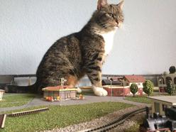 Katze Niedersachsen